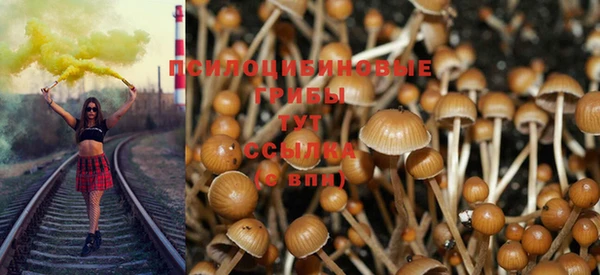 индика Ельня