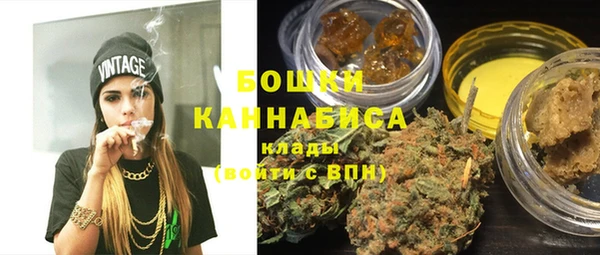 индика Ельня