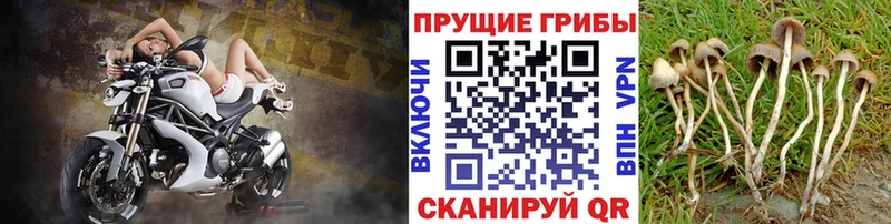 Псилоцибиновые грибы Psilocybe mega зеркало Симферополь